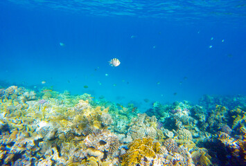 summer background banner with fish and coral in the red sea in egypt
