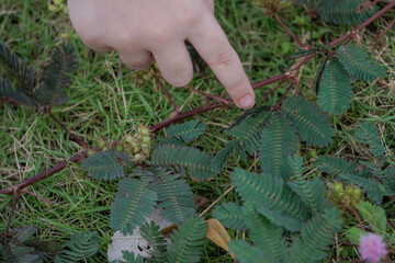 Touching the sensitive leaf of Mimosa pudica (touch-me-not) with a finger.