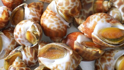 Spotted babylon adds a unique and delicious element to seafood dishes, contributing both flavor and...
