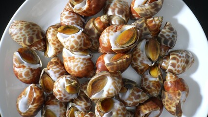 Spotted babylon meat is sweet, slightly briny, and delicate, akin to scallops or clams. Cooking method and ingredients enhance its flavor. Food concept. Seafood background. 
