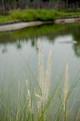 Beautiful white cogon grass growing by the lake. Poaceae or Gramineae is a large and nearly ubiquitous family of monocotyledonous flowering