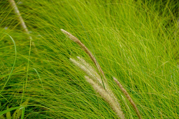 Pampass Grass (Also called Alang-alang, bunga kemoceng) in the garden. Pampass Grass (Also called Alang-alang, bunga kemoceng) with a natural background