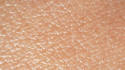 Skin surface texture: outer layer's physical traits - smoothness, roughness, firmness, elasticity,...