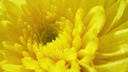 Captured in exquisite detail, a macro view of a yellow chrysanthemum reveals its vibrant petals and...