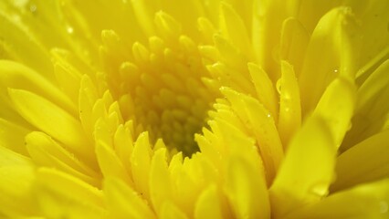 Behold the breathtaking macro image of a yellow chrysanthemum, its petals adorned with glistening dew, showcasing the intricate elegance of nature in vivid detail.
