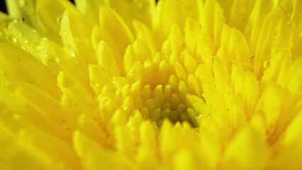 A mesmerizing macro view of a golden chrysanthemum, its petals gleaming with dewdrops, unveiling nature's artistry. Vivid hues and delicate details enchant the beholder.
