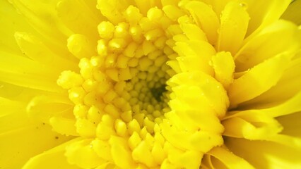 Macro magic unveils the intricate allure of a yellow chrysanthemum. Vivid petals adorned with...