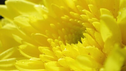 Dive into the heart of a yellow chrysanthemum with this macro shot. Vivid petals adorned with glistening water droplets unveil the flower's intricate beauty, captivating in its freshness.
