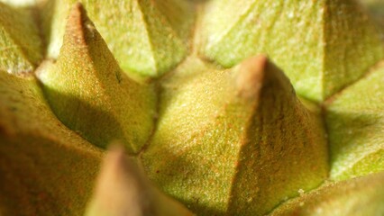 Durian's macro shot unveils its formidable thorns, sharp and triangular, set against a textured...
