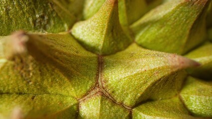 Macro view of durian thorns reveals a dense cluster of sharp, conical spikes. Gradient of green and...