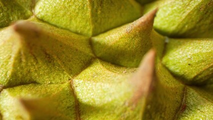 A close-up reveals the durian thorns, sharp, conical, and tightly clustered. Shades of green and...