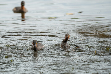 Little Grebes happily swimming in a natural pond