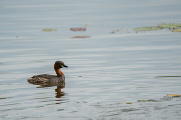 Little grebe (Tachybaptus ruficollis) swimming and hunting in a small pond on a sunny day in spring