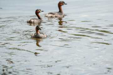 Little Grebes happily swimming in a natural pond