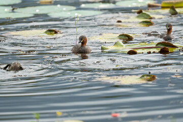 Little grebe (Tachybaptus ruficollis) swimming and hunting in a small pond on a sunny day in spring