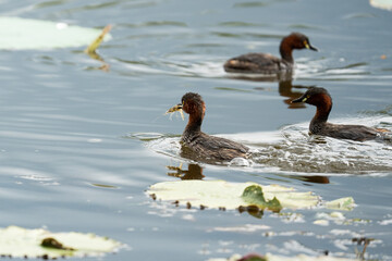 Little Grebes happily swimming in a natural pond
