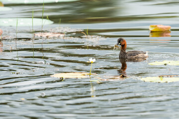  Little Grebe that has found food is chased by another Little Grebe