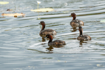Little Grebes happily swimming in a natural pond