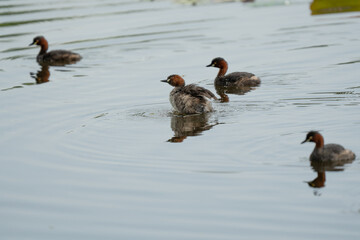 Little Grebes happily swimming in a natural pond