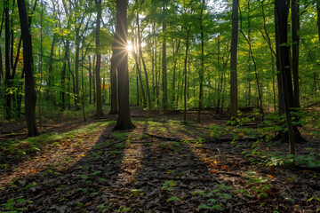 Serene Forest Morning: Sunlight Filtering Through Dense Woodland Canopy Illuminates Tranquil Natural Beauty