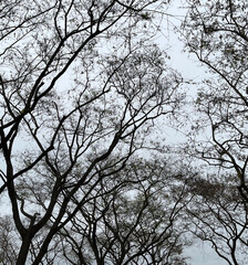 Springtime trees under gray sky