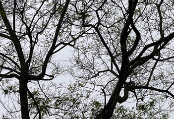 Springtime trees under gray sky