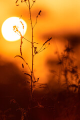 Obraz premium Sunset