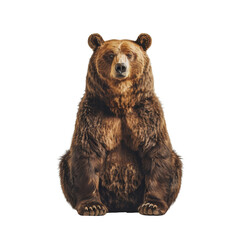 Fototapeta premium brown bear in a full body standing pose on a white background, png.