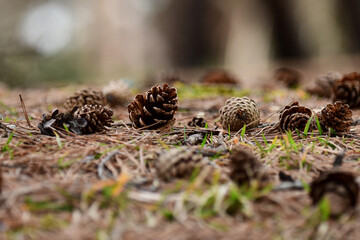 早春の地面の松ぼっくり