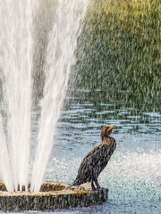 A double-crested cormorant seems undeterred as it stands on the edge of a water fountain while the water showers over him.