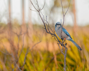 A Florida scrub jay, Aphelocoma coerulescens, facing the camera, perched on a bare branch in a...