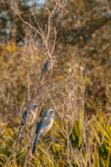 Several Florida scrub jays, Aphelocoma coerulescens, perched on a scrub oak in in central Florida. Two birds in focus, blurred background, natural habitat. Endemic to Florida.