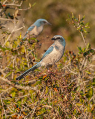 Two Florida scrub jays, Aphelocoma coerulescens, perched on a scrub oak in central Florida. One bird in focus with head turned, one in a blurred background. Natural habitat. Endemic to Florida.