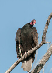 A turkey vulture, Cathartes aura, perched in a mangrove tree with its head tilted to one side. Front view of the whole body. Wings closed. Blue sky background.
