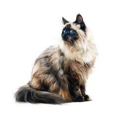 Obraz premium full body portrait of sitting beautiful fluffy cat isolated on white background, png.