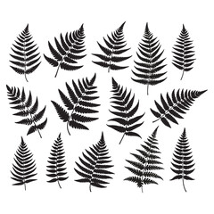 set of fern leaves silhouettes on white © Anuson