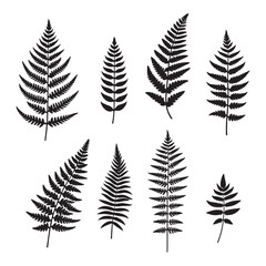 set of fern leaves silhouettes on white