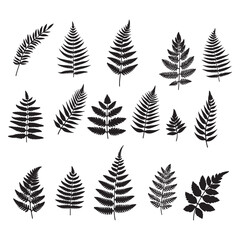 set of fern leaves silhouettes on white © Anuson