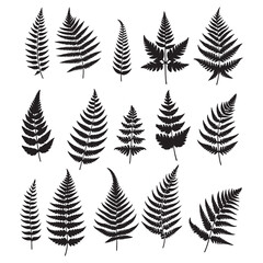 Fototapeta premium set of fern leaves silhouettes on white