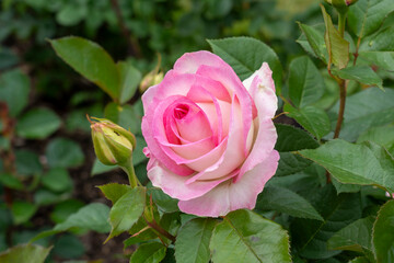 Closeup of a Moonstone rose flower with leaves in a garden.