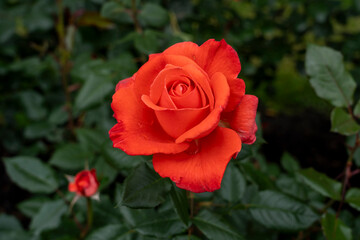 Closeup of a Lasting Peace rose flower with leaves in a garden.