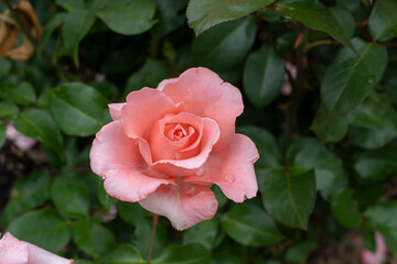 Closeup of a Paris de Yves St. Laurent rose flower with leaves in a garden.