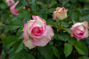 Closeup of a Moonstone rose flower with leaves in a garden.
