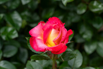 Closeup of a Dick Clark rose flower with leaves in a garden.