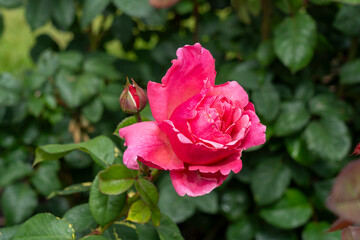 Closeup of a Dee-Lish (Rosa 'Line Renaud')  rose flower with leaves in a garden.