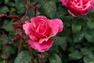 Closeup of a Dee-Lish (Rosa 'Line Renaud')  rose flower with leaves in a garden.