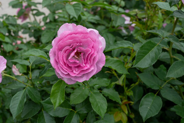 Closeup of Violet's Pride rose flowers with leaves in a garden.