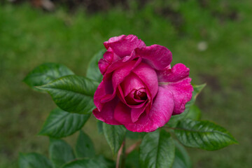 Closeup of a Sugar Plum (Rosa 'Gloriana 97') rose flower with leaves in a garden.