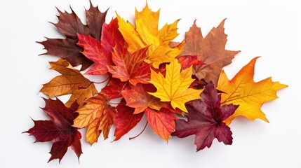 Fototapeta premium Dry maple leaves. Bunch of dry orange yellow and brown maple leaves over white background. Nature organic background.