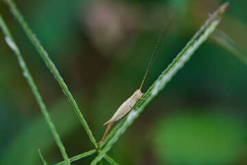 Close-up view of grasshopper on green leaves